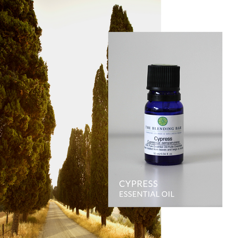 Cypress Essential Oil The Blending Bar Aromatherapy