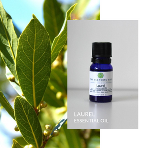 Laurel Essential Oil