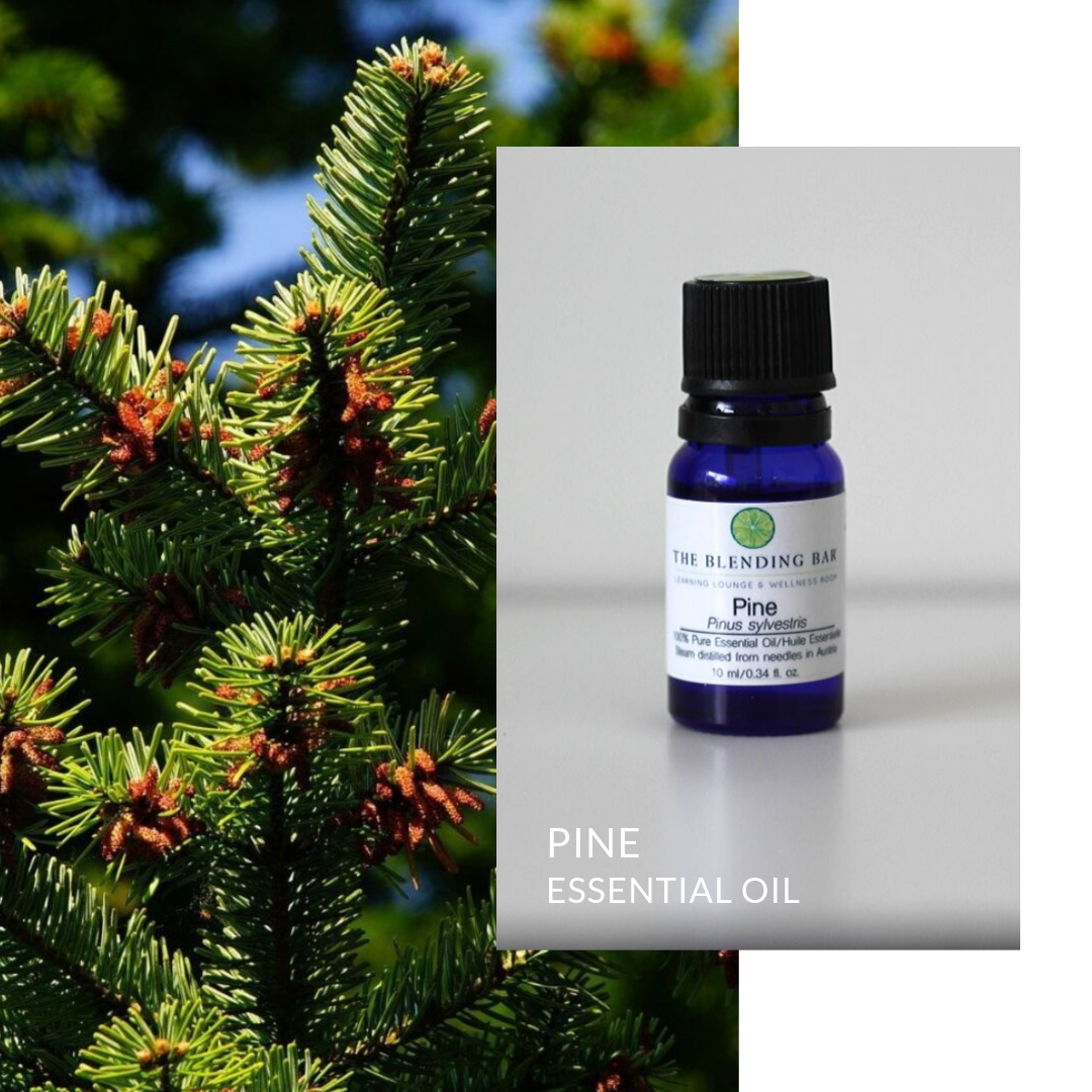 Pine Essential Oil – The Blending Bar Aromatherapy